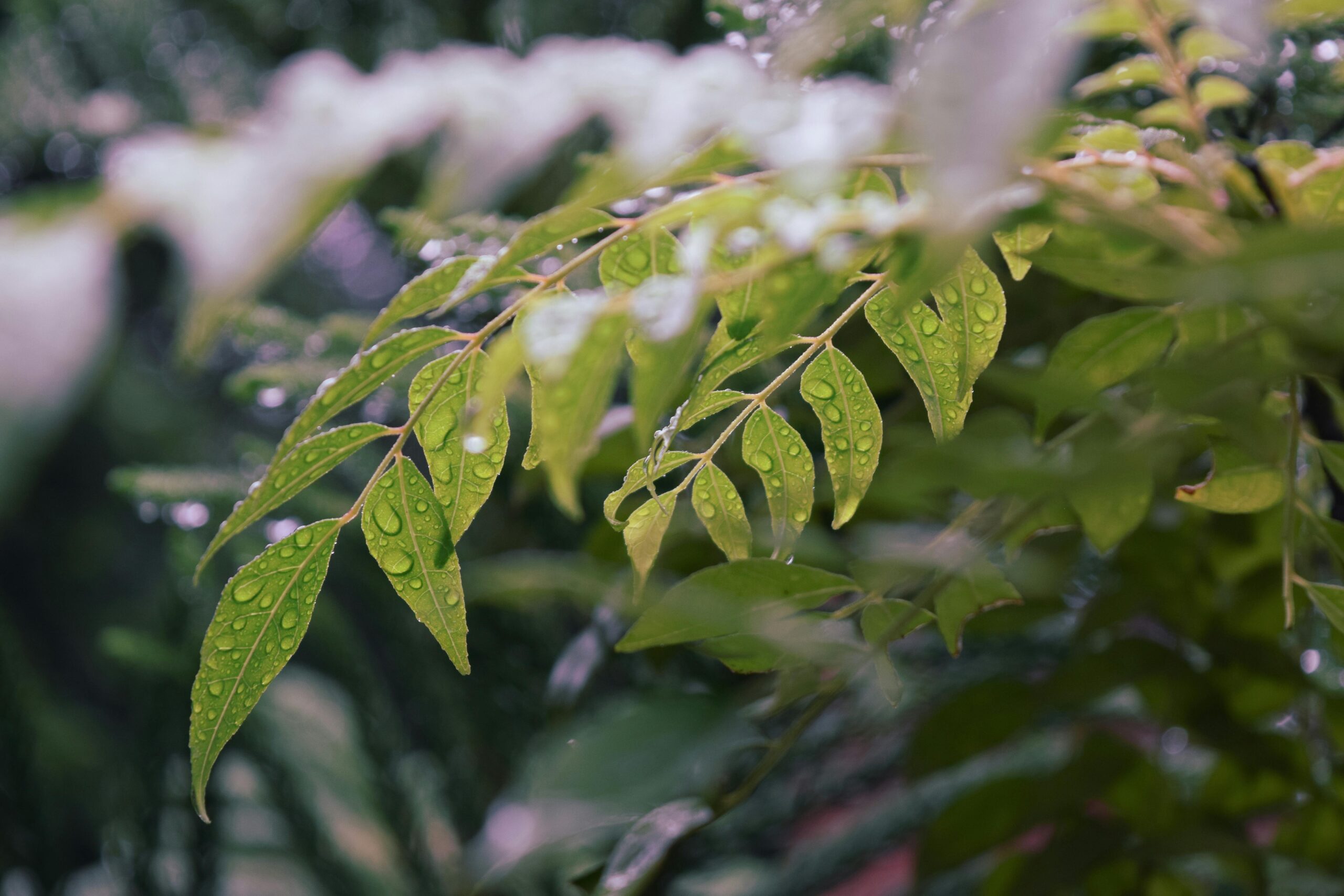Winter Gardening in Australia